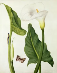 Calla aethiopica lepkével és hernyóval